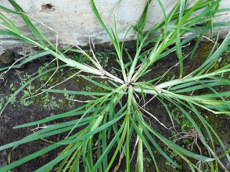 Thanks to Its Antioxidant Properties, Goose Grass has the Power to Treat More Than 10 Different Diseases Small Fruit Trees, Grass Species, Natural Diuretic, Beautiful Places To Live, Best Plants, Small White Flowers, Organic Living, Gardening Advice, Rooftop Garden