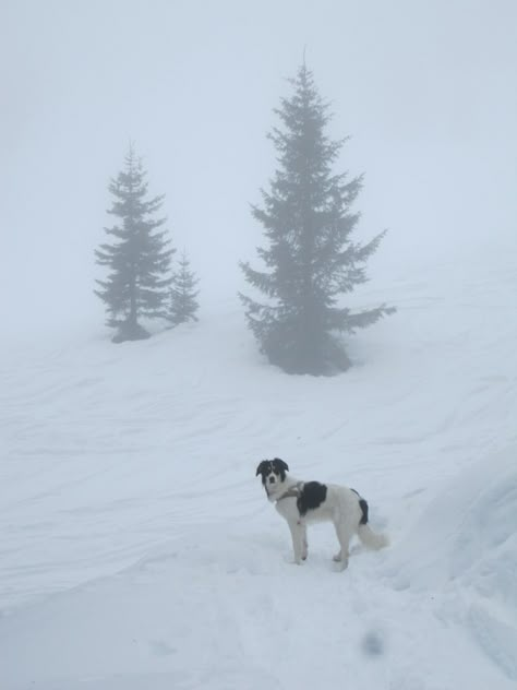 Cute Dog in the snow, winter aesthetic, dog aesthetic, snow, mountain in winter Dog In Snow Photography, Dog Winter Aesthetic, Winter Dog Aesthetic, Dogs In Winter, Romanticise Winter, Snow Mountain Aesthetic, Walks With Dog, Puppy In Snow, Snow Winter Aesthetic