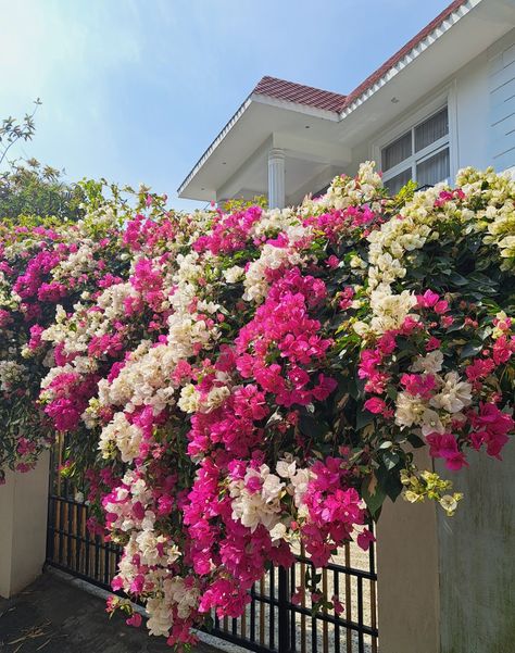 bougainvillea Bougainvillea Hanging Basket, Bouganvilla Landscaping, Bougainvillea Wall, Bougainvillea Trellis, Flower Gate, Bougainvillea Plant, Palm Trees Garden, Tropical Gardening, Indian Houses