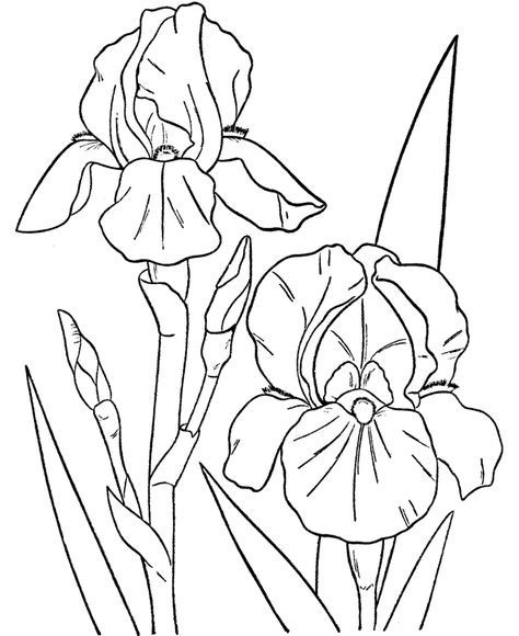 Free Printable Flower Coloring Pages For Kids - Best Coloring Pages For Kids Irises Flowers Drawing, Iris Flower Outline, How To Draw Iris Flower, Iris Painting Acrylic Easy, Iris Flowers Drawing Easy, How To Draw An Iris, How To Draw Iris, Iris Drawing Simple, Iris Drawing Flower