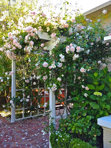 Delores's gorgeous rose arbor with new dawn roses. Planted 8 yrs ago. Thornless Climbing Roses, New Dawn Climbing Rose, Climbing Roses Trellis, Romantic Gardens, Butterfly Cottage, Rose Garden Design, Rose Arbor, Vignette Design, Cottage Decorating