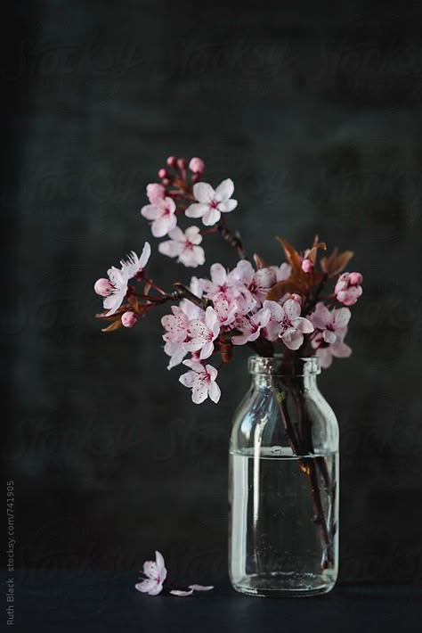 Cherry blossom in a jar by Ruth Black - Blossom, Spring - Stocksy United Still Life Pictures, Cherry Blossom Painting, Still Life Flowers, Airbrush Art, Still Life Art, In A Jar, Arte Floral, Blossom Flower, Flower Backgrounds