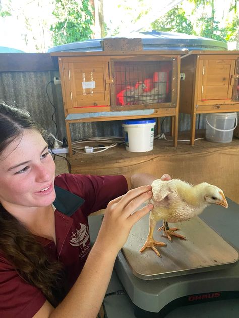 In Year 12 Ag Science we are studying how variations in protein affect the growth of broiler chickens from birth to 6 weeks old. We are learning about feed conversion ratios which is how much food it takes for an animal to produce 1kg of body weight. Ag Science, Board Night, University Aesthetic, Bristol University, Christian College, Animal Science, Science Student, Book Report, Collaborative Learning