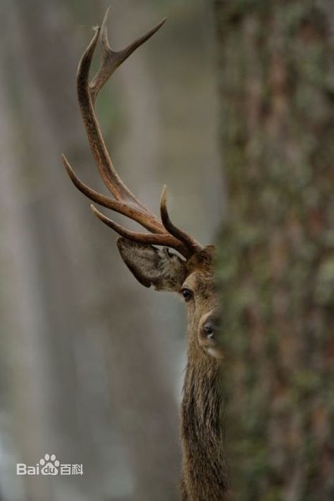 #OneTigris' share#A deer is hiding behind a tree, exposing half his face and antlers.Perhaps he sensed the danger. Animal Psychology, A Deer, Jolie Photo, Nature Animals, In The Woods, Beautiful Creatures, Antlers, Nature Beauty, Animal Kingdom