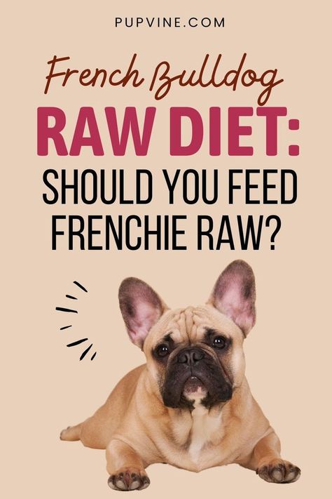 French Bulldog raw diet is the one to choose if you want to feed your dog the healthiest possible way. Here's 4.1.1. on it! Home Remedies For Allergies, Dog Food Allergies, Organic Dog Food, Dog Food Brands, Raw Dog Food Recipes, Whole Food Diet, Raw Diet, Dog Nutrition, Dog Diet