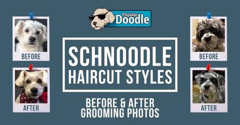 Was your Bernedoodle shaved recently? Considering shaving your Bernedoodle? Here's what your groomer wants you to know! Schnoodle Haircut Styles, Sheepadoodle Haircut, Schnoodle Haircut, Schnoodle Haircuts, Cut Puppy, Schnauzer Cut, Schnoodle Puppy, Sheepadoodle Puppy, Puppy Cut