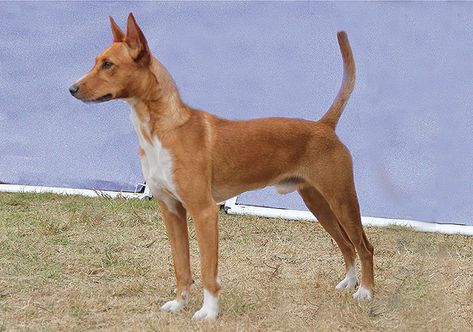 Portuguese Podengo (Large) Breeds Portuguese Podengo, Ibizan Hound, Dog Magazine, Disabled Dog, Group Of Dogs, Animal References, Romanticizing Life, Purebred Dogs, Chihuahua Mix