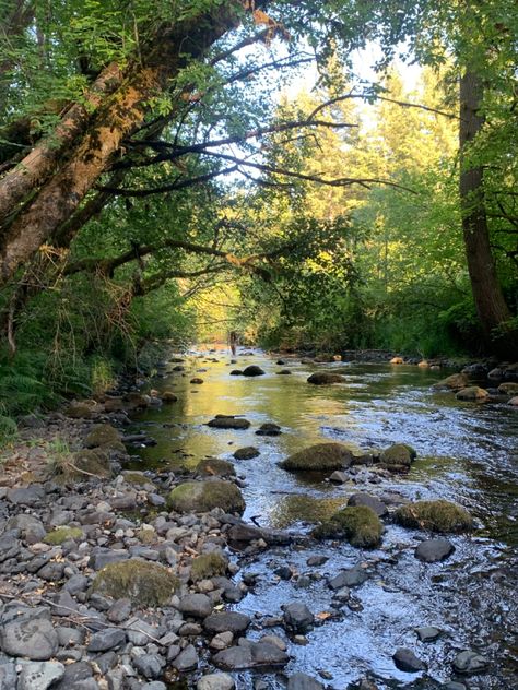 Riverine Landscape, River Reference, Calming Scenery, Calm Scenery, River Stream, Flowing River, Water For Elephants, Water Nature, River Landscape