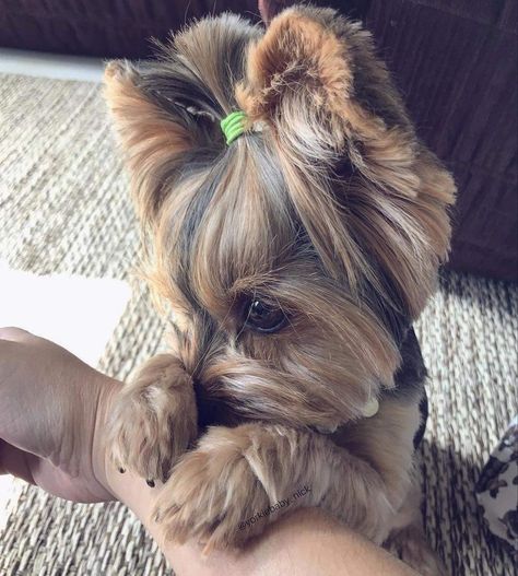 Baby Yorkie Puppies, Yorkie Puppy Care, Mini Yorkie, Cute Small Dogs, Puppy Mom, Teacup Yorkie Puppy, Very Cute Puppies, Dog Mommy, Yorkie Terrier