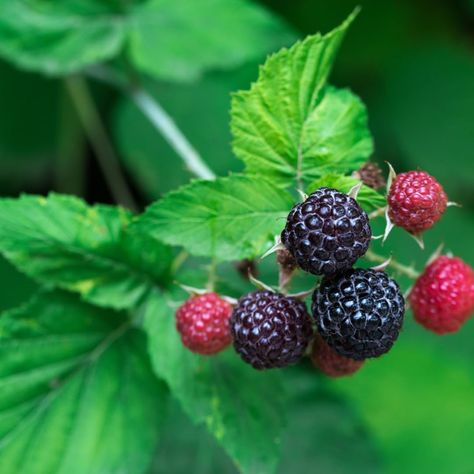 PRICES MAY VARY. Tahi Black Raspberry Plant characterized by a rich, deep black hue Discover the revolutionary Shekinah 'Tahi' Black Raspberry Plant, a true horticultural marvel bred at Shekinah Berry in Auckland, New Zealand. This plant proudly stands as the world's first completely spineless black raspberry variety, a significant breakthrough in berry cultivation. The name 'Tahi,' which translates to 'Number One' in Māori, aptly reflects its premier status. Unlike traditional spiny black raspb Raspberry Plant, Raspberry Bush, Raspberry Plants, Hardiness Zones, Raspberry Fruit, Beauty Cream, Black Raspberry, Harvest Season, Garden Borders