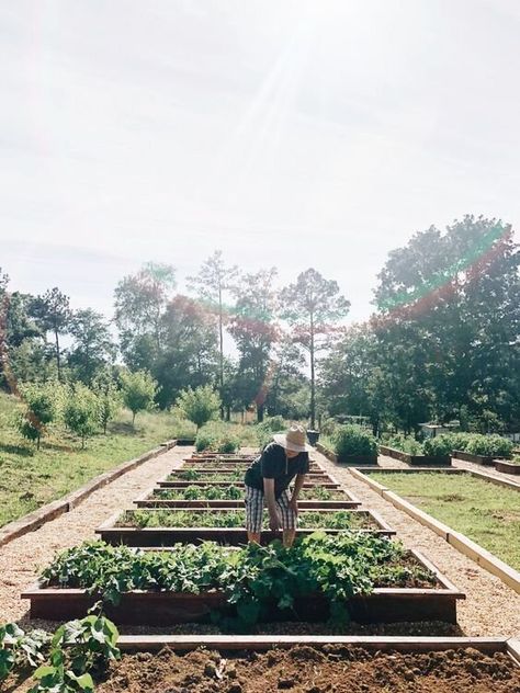 pros and cons of raised garden beds Starting A Vegetable Garden, Farm Projects, Home Grown Vegetables, Potager Garden, Organic Soil, Big Plants, Soil Improvement, Bedding Plants, Farm Gardens