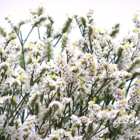 Limonium 'White' Limonium Sinensis White Limonium, Hardy Hydrangea, Phlox Flowers, Seed Packaging, Moon Garden, Flower Care, Hardy Perennials, Wholesale Flowers, Bulb Flowers