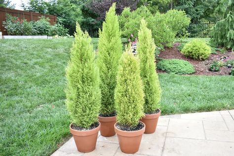 Cypress Plant, Azalea Shrub, Lemon Cypress, Monterey Cypress, Leyland Cypress, Plant Maintenance, Best Perennials, Sensory Garden, Conifer Trees