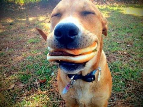 The infamous stolen cheeseburger incident of '89. | The 35 Happiest Moments In Animal History Dogs Pictures, Love My Dog, Pictures Funny, Dog Eating, Happy Animals, Happy Dogs, 귀여운 동물, Mans Best Friend, Dog Pictures