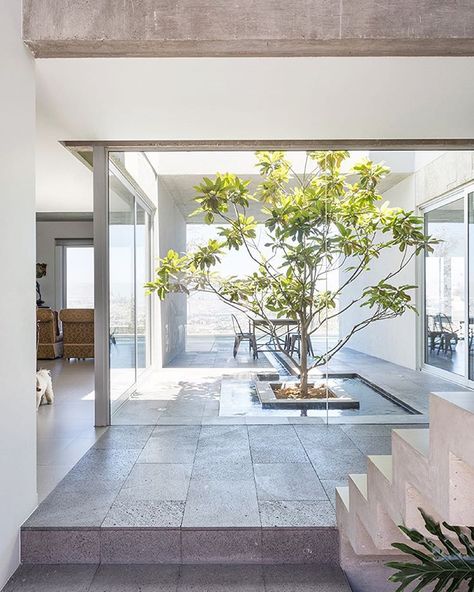 “a central courtyard, marked by a tree and small pool at the core of this mexican house by #T38studio. Content (tree, water), coordination (path, glass, light), configuration (table with 4 chairs) Artistic Tree, Indoor Courtyard, Houses In Mexico, Interior Design Gallery, Courtyard Design, Inside House, Internal Courtyard, Indoor Gardens, Concrete House