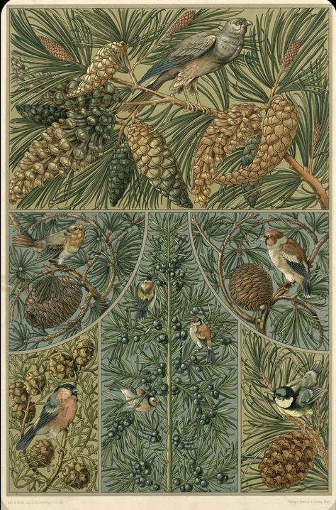 Happy First Day Of Autumn, Italian Cypress, First Day Of Autumn, Art Nouveau Illustration, Illustration Botanique, Antique Illustration, Cabin Fever, Animals Artwork, Botanical Drawings