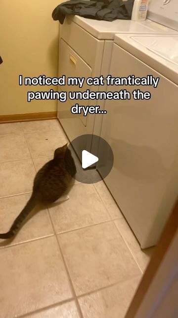 Cats In Snow Funny, Cats With Sweaters, Cats Being Cats, Cat Holding Phone, Crazy Cats Videos, Funny Cat Videos Hilarious, Cat Videos Hilarious, Baby Kitten Videos, Funny Cats Video