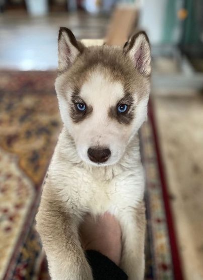 101 Popular Dog Names for Siberian Huskies Girl Husky Names, Siberian Husky Names, Popular Dog Names, Blue Granite, Winter Snowflakes, Popular Dog, Dog Sledding, Pooh Bear, Sled