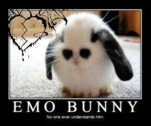 Small Bunny, We Heart It, Lost, White, Black