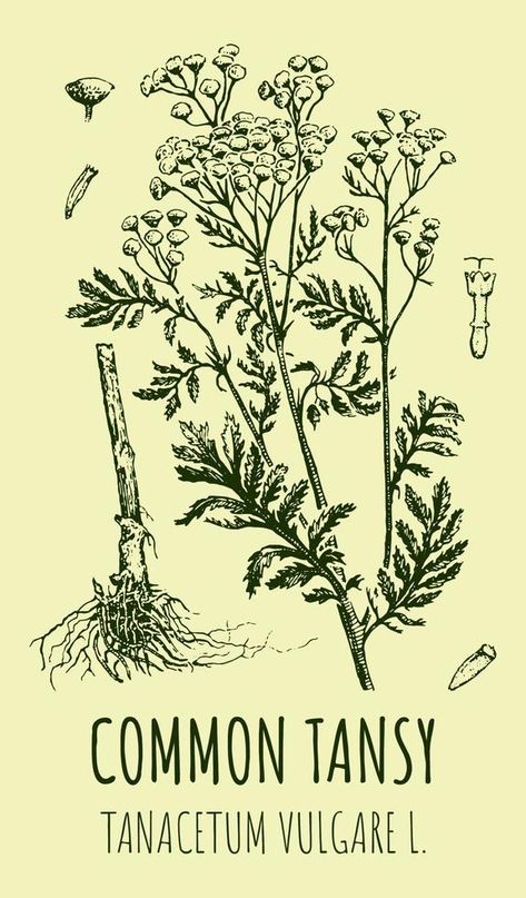 Vector drawings of COMMON TANSY. Hand drawn illustration. Latin name TANACETUM VULGARE L. Tanacetum Vulgare, Hand Drawn Illustration, Vector Drawing, Drawn Illustration, Tattoo Sleeve, Tattoos Ideas, Summer Flowers, Sleeve Tattoos, Vector Free