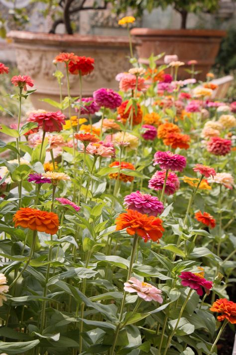 Create A Flower Bed, Front Yard Flower Bed, Flower Bed Decor, Zinnia Garden, Italy Villa, Cut Flower Garden, Italian Garden, Citrus Trees, Fence Decor