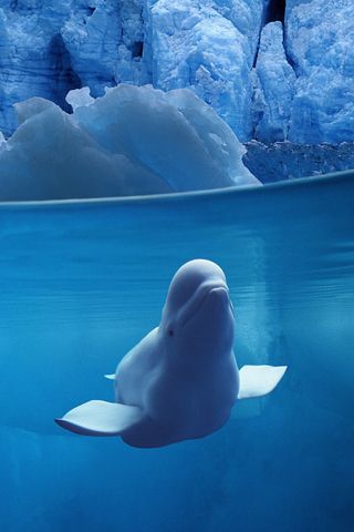 Beluga whale Sea Life Wallpaper, Paper Stationary, Elephant Coloring Page, White Whale, Beluga Whale, Card Printing, Beautiful Sea Creatures, Underwater Life, Exam Prep