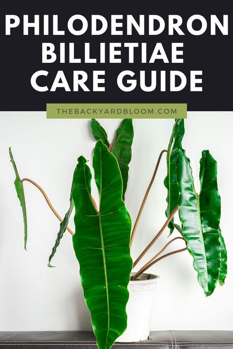 How To Care for a Philodendron Billietiae Indoor Plant Care Guide, Philodendron Billietiae, Philodendron Care, Philodendron Plant, Household Plants, Indoor Plant Care, Gardening 101, House Plant Care, House Plants Indoor