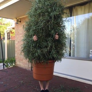 Shrub (Bush, Plant) Costume : 3 Steps (with Pictures) - Instructables Bush Costume, Tree Halloween Costume, Plant Costume, Azalea Bush, Tree Costume, Bush Plant, Plastic Flower Pots, Halloween Contest, Halloween 2022