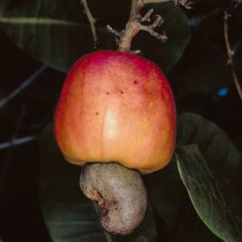 Grow Cashews indoors: Cashew trees produce an apple which is known as a "pseudofruit." Grow Cinnamon, Homemade Greenhouse, Cashew Tree, Growing Fruit Trees, Large Flower Pots, Unusual Plants, Growing Fruit, Fruit Plants, Exotic Fruit