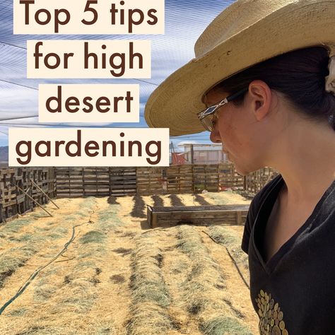 High Desert Gardening, Desert Farming, Desert Vegetable Garden, Underground Greenhouse, Homestead Layout, Desert Gardening, Arizona Gardening, Desert Living, Big Backyard