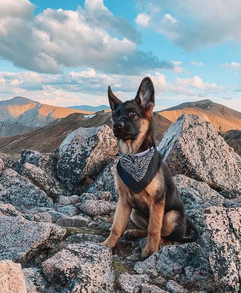 #GermanShepherd German Sheperd Dogs, Photos With Dog, Old Dog, Gsd Puppies, Really Cute Dogs, Shepherd Dogs, New Dog, Old Dogs, German Shepherd Puppies