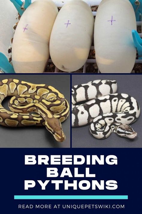 Ball Python Breeding, Breeding Ball Pythons, Snake Breeding, Snake Breeds, Ball Python Care, 2025 Snake, Pet Snakes, Noodle Shop, Python Morphs