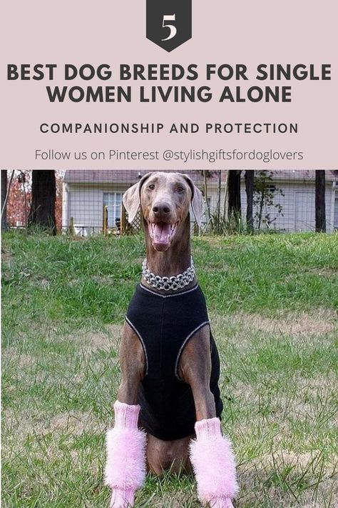 best dog breeds for single women Small Quiet Dogs, Best Large Dog Breeds, Protective Dog Breeds, Blue Eyed Dog, Best Apartment Dogs, Personal Protection Dog, Dog Lifestyle, Protection Dogs, Small Sized Dogs