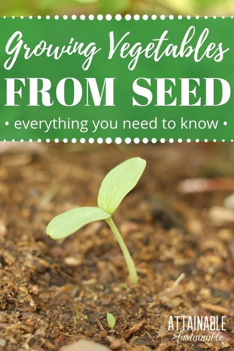 If you're planting a garden, you'll need to decide if you're planting seeds or seedlings. Here's what you need to know about growing vegetables from seeds, and how to do it either in the garden or indoors to get a jump on the vegetable gardening season. There are some tricks to make it more successful. #garden #growingfood #homestead Growing Vegetables From Seeds, Attainable Sustainable, Planting A Garden, Indoor Vegetables, Vegetable Garden Tips, Organic Vegetable Garden, Home Vegetable Garden, Organic Gardening Tips, Beautiful Flowers Garden