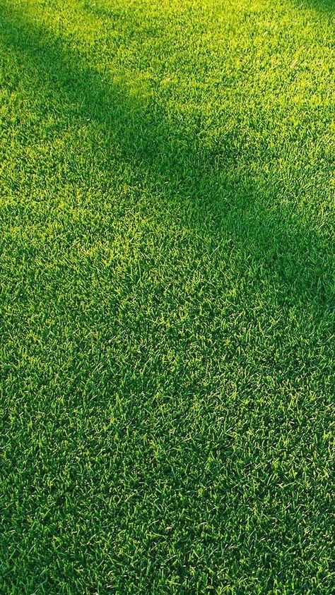 Background Rumput Aesthetic, Lawn Aeration, Football Turf, Oak Wood Texture, Blur Image Background, Certificate Background, Grass Wallpaper, Real Green, Balcony Railing Design