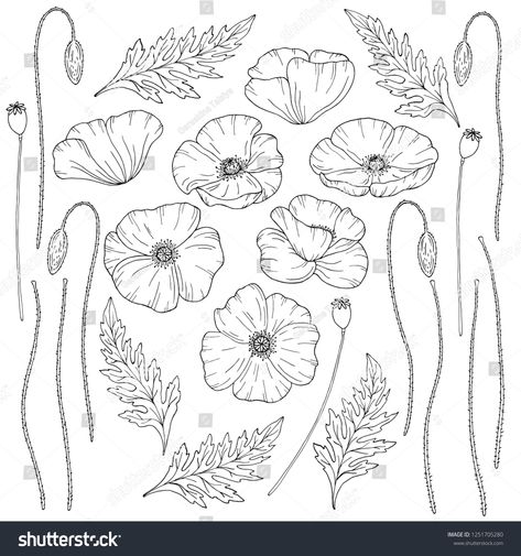 Poppy flowers. Pap¨¢ver. Stems and leaves. Big set of elements for design. Hand drawn vector illustration. Monochrome black and white ink sketch. Line art. Isolated on white background. Coloring page #Ad , #Ad, #elements#set#Big#drawn Poppy Flower Drawing, Poppy Flower Painting, Poppy Coloring Page, Poppy Flower Tattoo, Remembrance Day Art, Wildflower Drawing, Poppy Drawing, Poppies Tattoo, Flower Drawing Tutorials