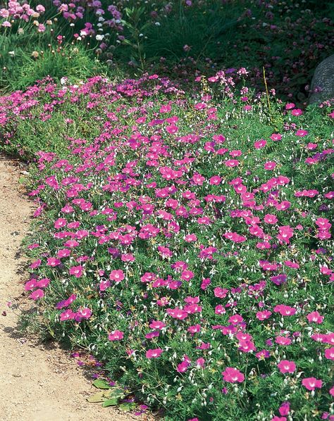 deer resistant plant--cranesbill Landscape Ideas Deer Resistant, Front Yard Landscaping Deer Resistant, Deer Resistant Ground Cover Perennials, Deer Resistant Edible Plants, Deer Resistant Perennial Garden Plan, Deer Proof Plants, Deer Resistant Garden, Cranesbill Geranium, White Flower Farm