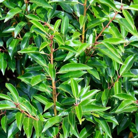 Guide to Portuguese Laurel Hedging | Gardeners Dream | Gardeners Dream | Blog Portuguese Laurel, Laurel Plant, Shade Planting, Design Terrace, Shrub Border, Hedge Trimming, Azalea Garden, Ornamental Shrubs, Home Fence