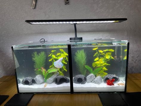 Fish Tank Design, Betta Tank, Aquarium Decor, Tank Design, Dream Baby, Aquarium Decorations, Betta Fish, Fish Tank, Small Pets