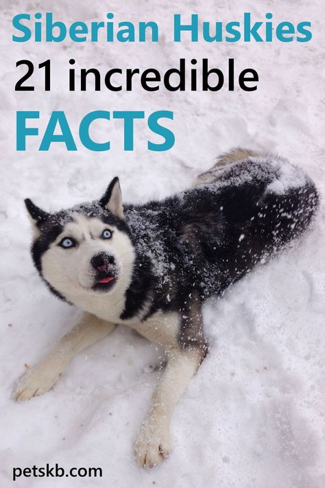 Husky Accessories, Husky Care, Dog Facts Interesting, Haski Dog, Husky Facts, Husky Training, Siberian Husky Facts, Siberian Husky Funny, Dog Infographic