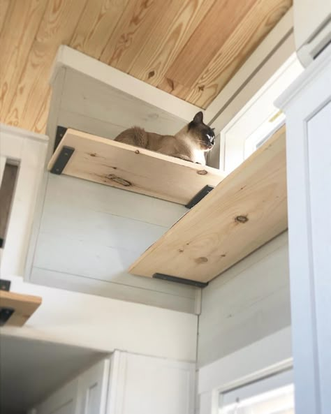 Over Door Cat Shelf, Tiny House Pet Ideas, Tiny House With Pets, Tiny Home Cat Ideas, Tiny Home With Cats, Tiny House With Cats, Diy Cat Walks In House, Halloween Mantle Ideas, Catify Your Home