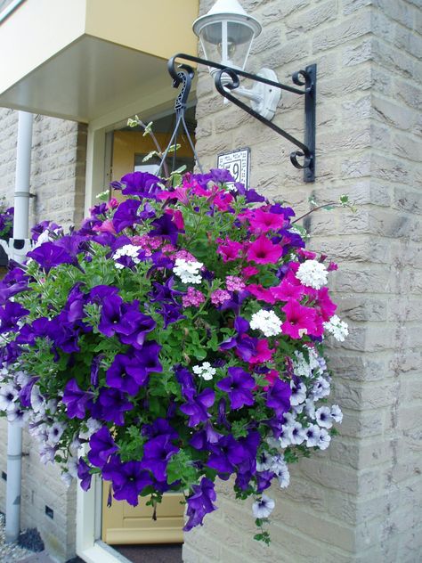 Hanging Plants Outdoor, Small Yard Landscaping, Patio Flowers, Balcony Flowers, Hanging Flower Baskets, Container Gardening Flowers, Hanging Flower Pots, Plants For Hanging Baskets, Flower Pots Outdoor