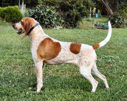 Coonhound Red Tick Coonhound, Coonhound Puppy, Coon Hunting, English Foxhound, English Coonhound, Every Dog Breed, Redbone Coonhound, Dog Breeds Medium, Huge Dogs