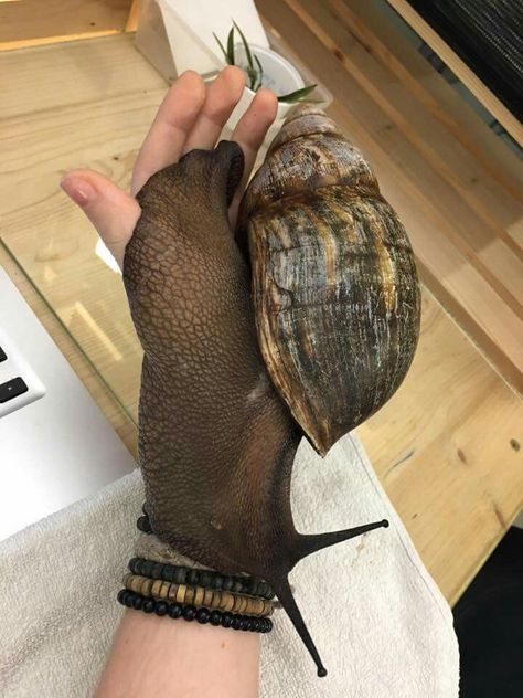 New video of the biggest Snail in the world on Instagram: Insecthaus_adi African Snail, Giant Snail, Pet Snails, Simons Cat, Funny Animal Photos, Magic Eyes, Funny Photos, Animal Rescue, Funny Animals