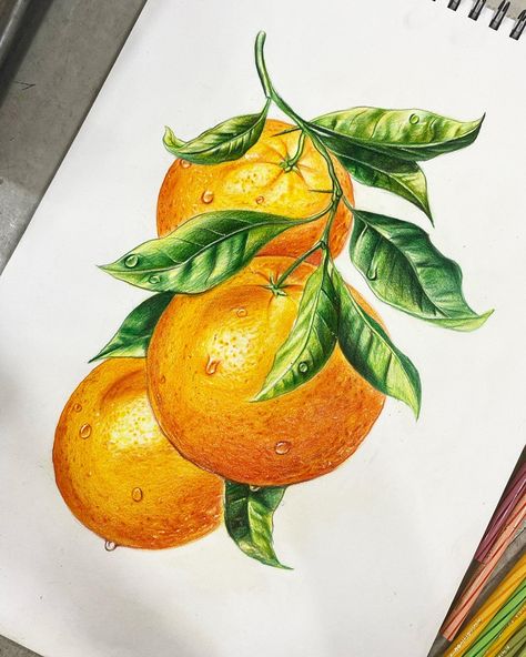 Realistic color pencil art Orange Branch, Tree Branch Tattoo, Fruit Tattoo, Branch Tattoo, Orange Plant, Crayon Drawings, Plant Tattoo, Orange Tree, Orange Fruit