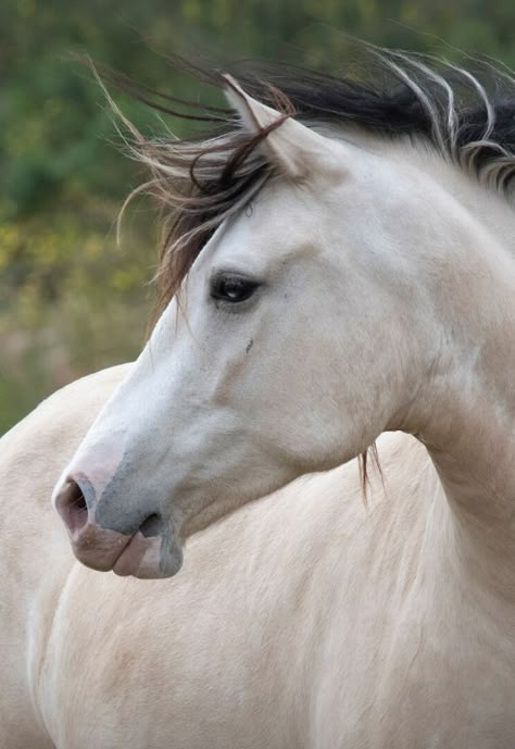 Roman Nosed Horse, White Horse Head Photography, Horse Face Reference, Horse Refrence Pose, Horse Reference Photos Head, Buttermilk Buckskin Horse, Horse Reference Photos For Artists, Horses Poses, Horse Head Reference