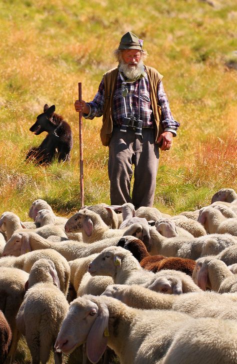 Shepherd bring the sheep down from the high pastures near Selva Italian Dolomites. Sheep Herding Aesthetic, Goat Herder Aesthetic, Sheep And Shepherd, Sheep Herder, Sheep Herding, Goat Herder, Italian Dolomites, Goat Herding, Counting Sheep