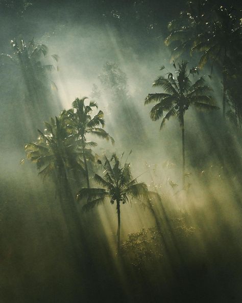 Jack Harding on Instagram: “Indonesian art.” Amazonas Aesthetic, Palm Tree Forest, Scotland Mountains, Sky Adventure, Africa Adventure, Indonesian Wedding, Indonesian Culture, Photography Reference, Magical Tree