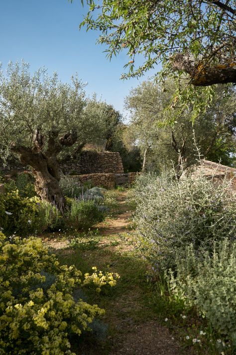 Mediterranean Forest, Orchard Garden, Red Anemone, Mediterranean Plants, Garden Inspo, The World Of Interiors, Dry Garden, Star Of Bethlehem, Olive Trees