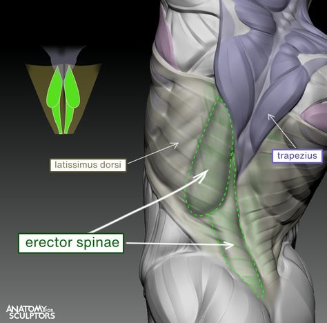 Latissimus dorsi and Erector spinae, Anatomy For Sculptors on ArtStation at https://www.artstation.com/artwork/4X835Y Skeletal Muscle Anatomy, Anatomy For Sculptors, Erector Spinae, Human Anatomy For Artists, 3d Anatomy, Latissimus Dorsi, Reference Board, Anatomy Sculpture, Female Torso